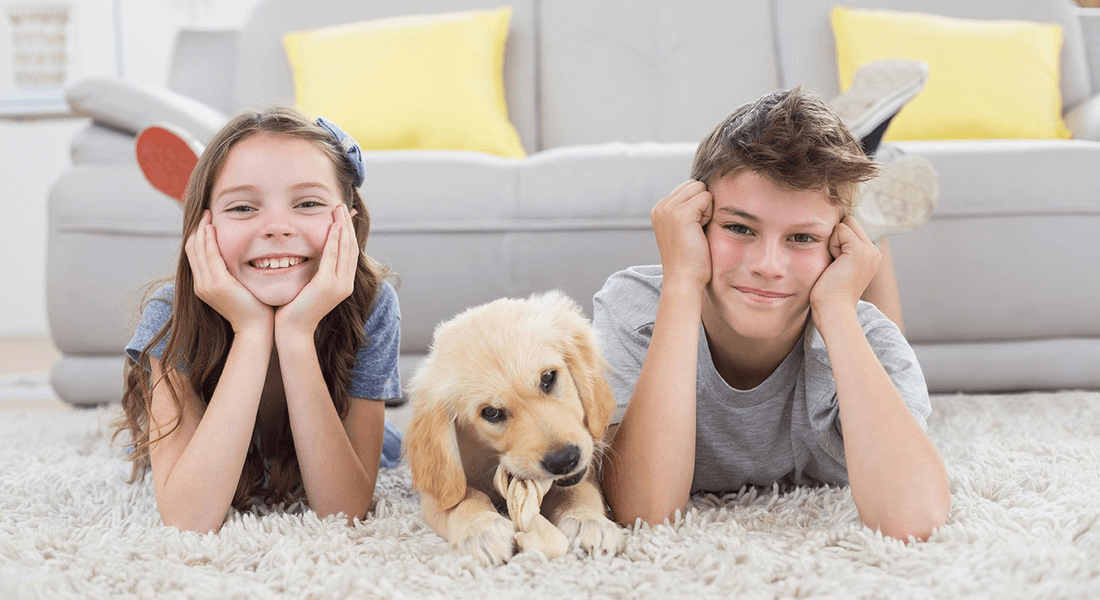 Warren Carpet and Floors business image in Warren, MI